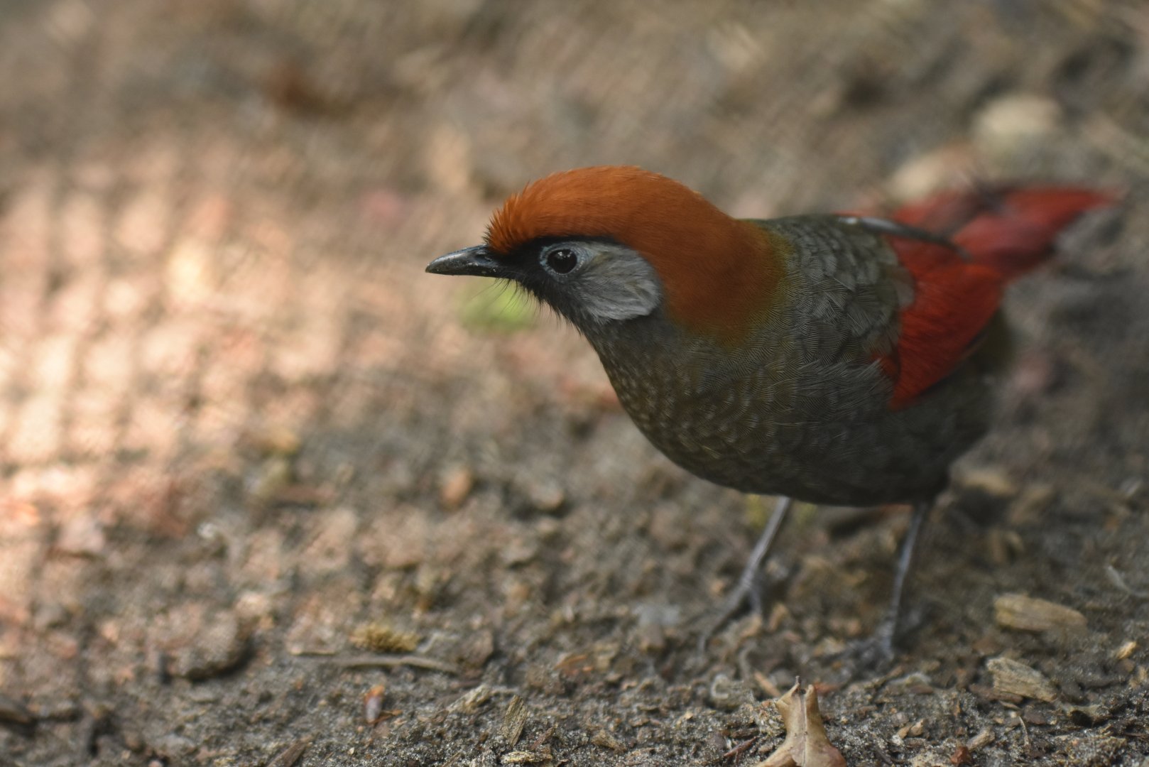 Red-tailed laughingthrush (Trochalopteron )