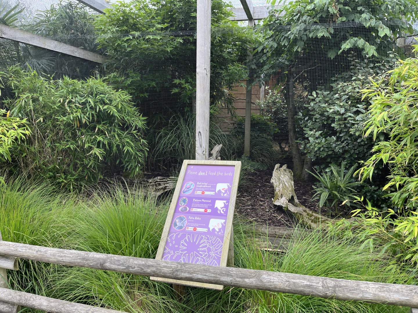 Red-tailed laughingthrush, Vietnam pheasant and Pekin robin aviary 29.6.24