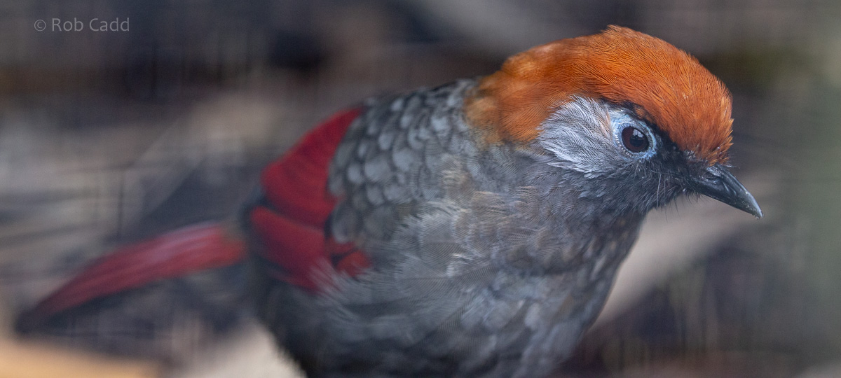 Red-tailed laughingthrush : Waddesdon : 04 Oct 2019