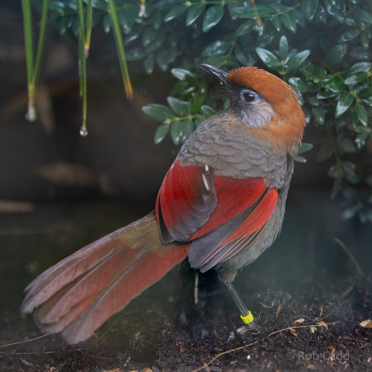 Red-tailed laughingthrush : Waddesdon : 04 Oct 2019