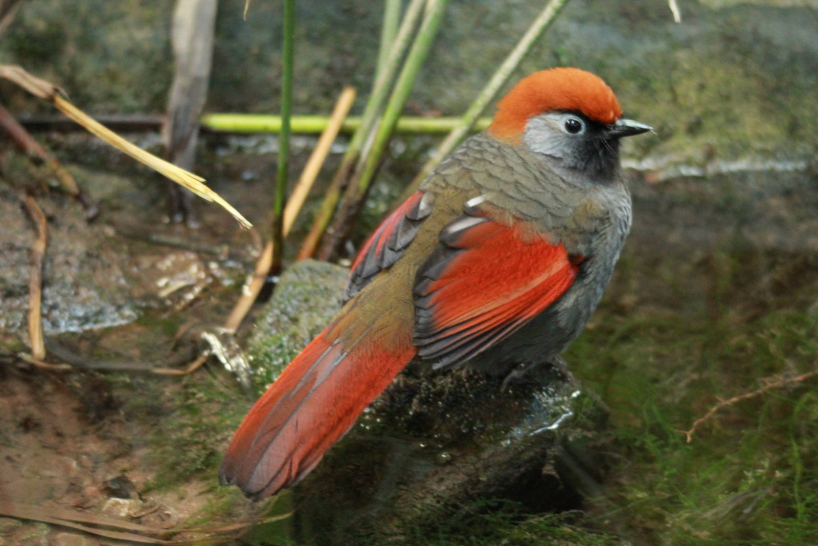 Red-tailed Laughingthrush