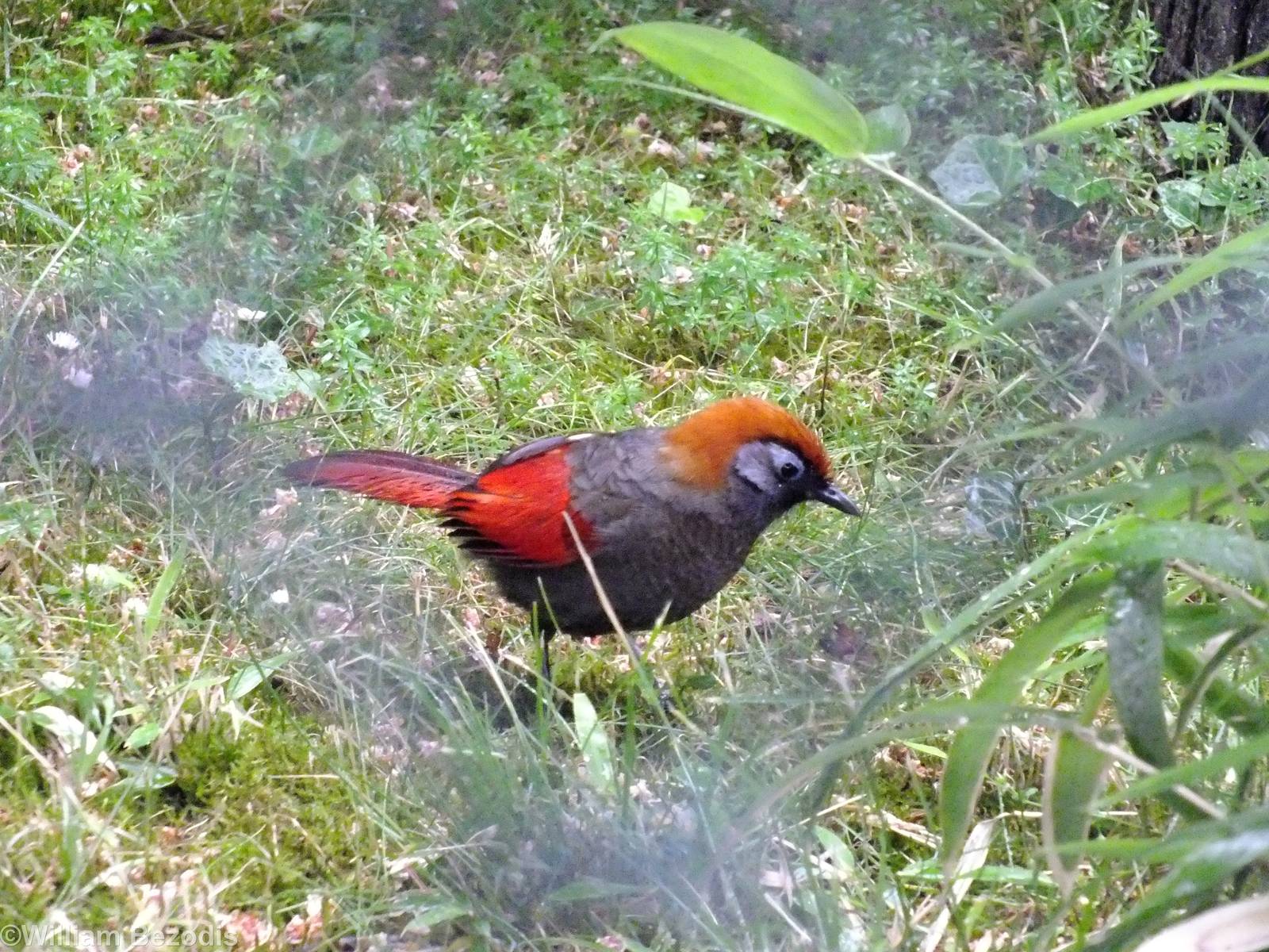 Red-tailed Laughingthrush