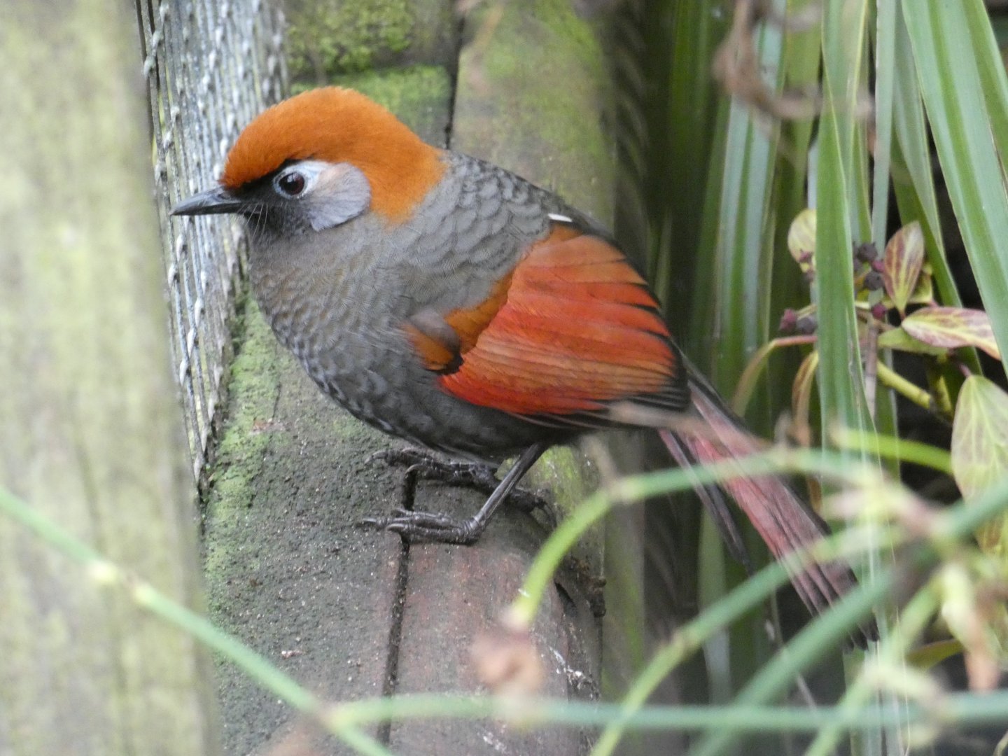Red-tailed laughingthrush