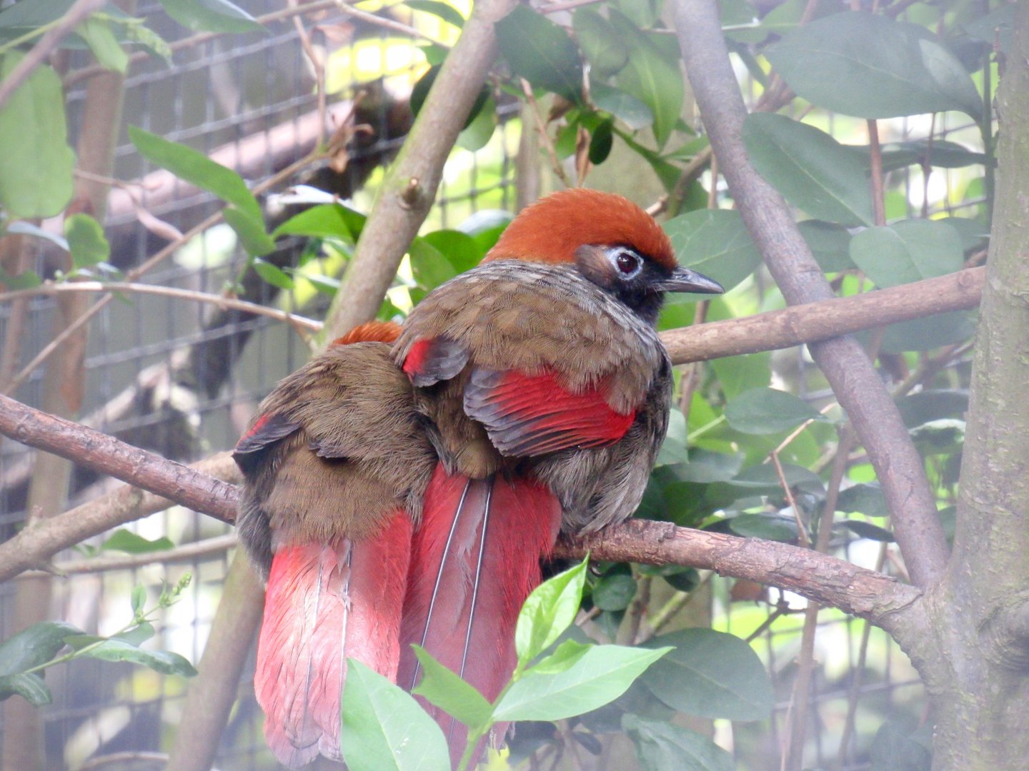 Red-tailed laughingthrush