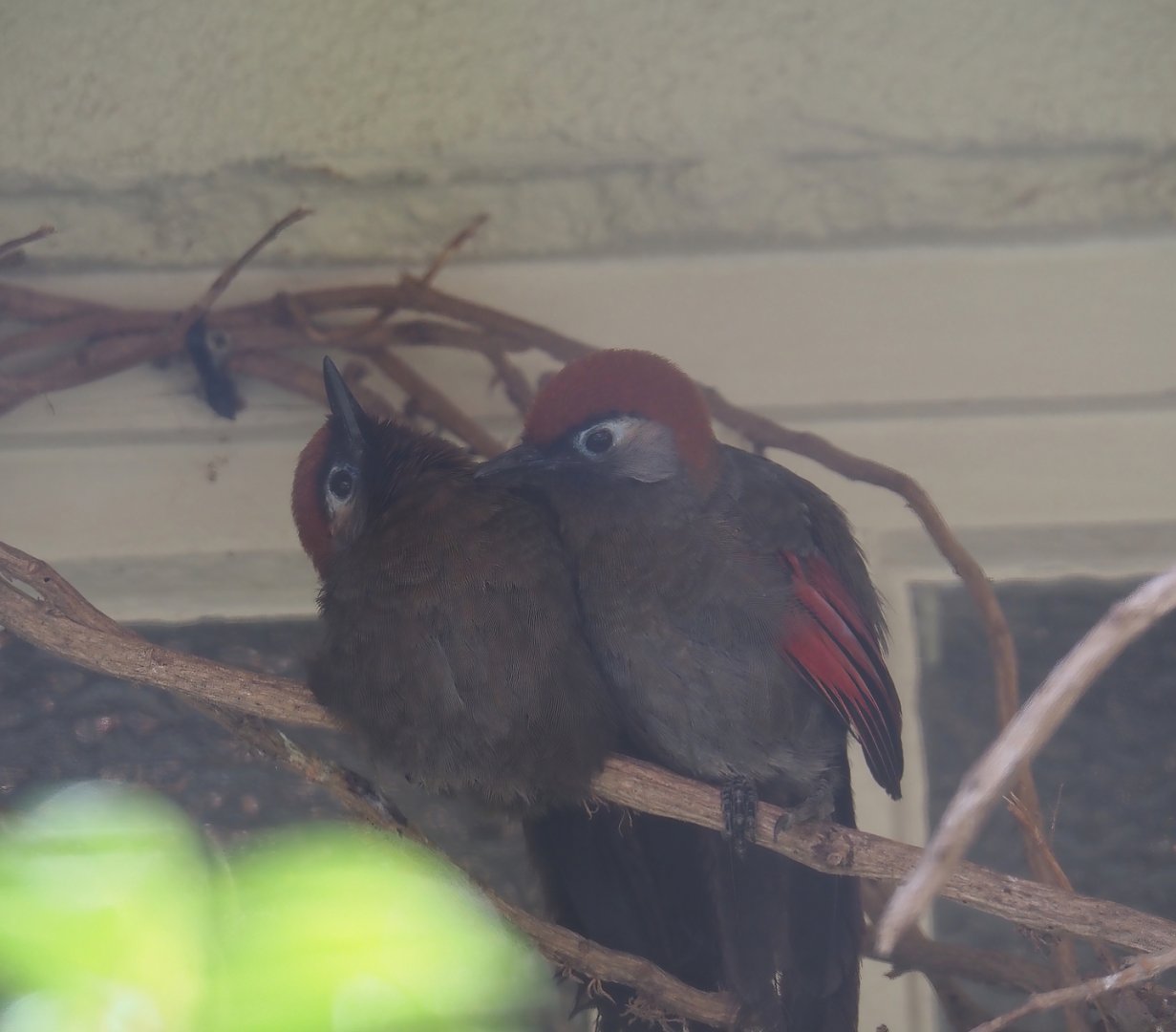 Red-tailed laughingthrushes (Trochalopteron milnei), 2025-09-10