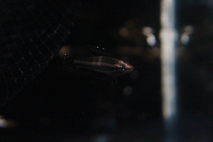 Red-tailed licorice gourami (Parosphromenus phoenicurus) - PCBA