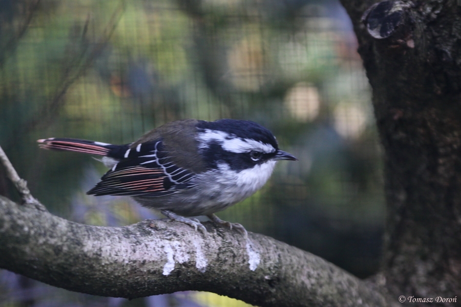 Red-tailed Minla (Minla ignotincta) October 2011