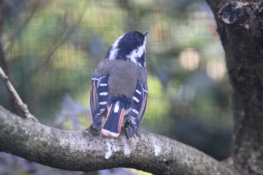 Red-tailed Minla (Minla ignotincta) October 2011