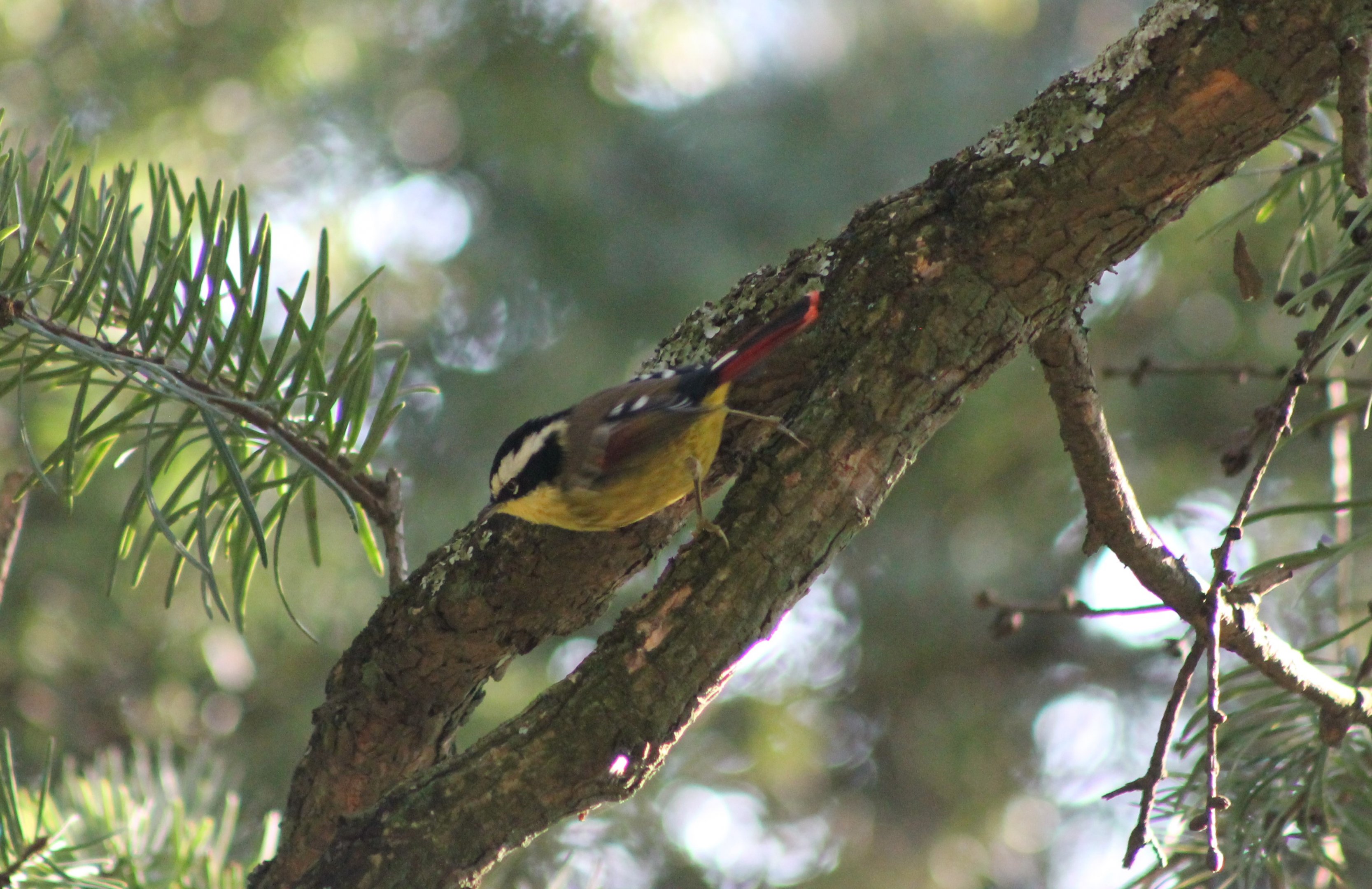 Red-tailed Minla (Minla ignotincta)
