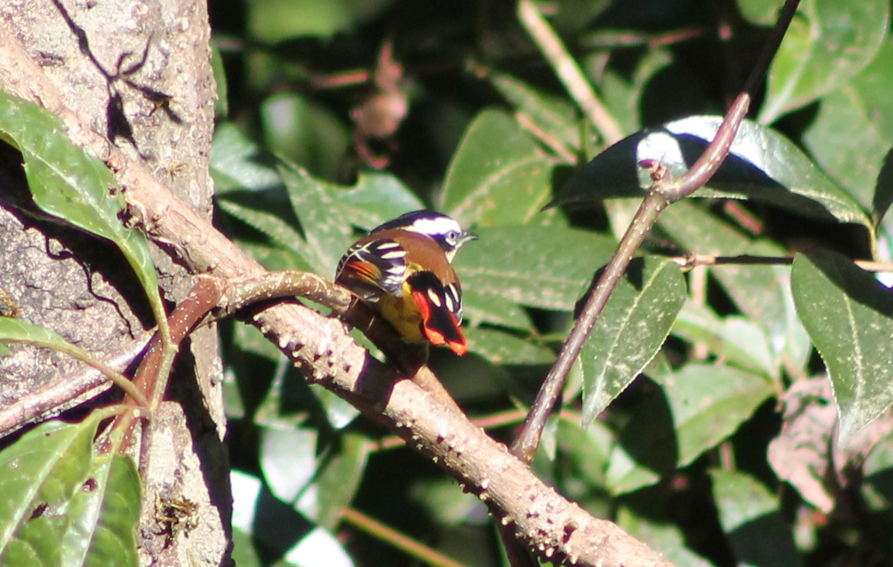 Red-tailed Minla (Minla ignotincta)
