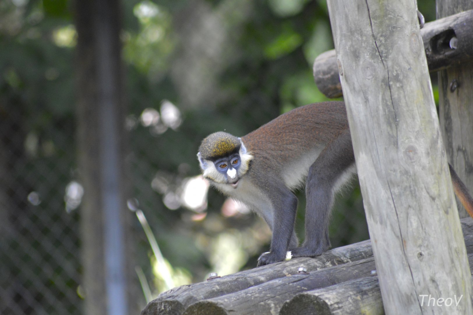 Red-tailed monkey [2017]