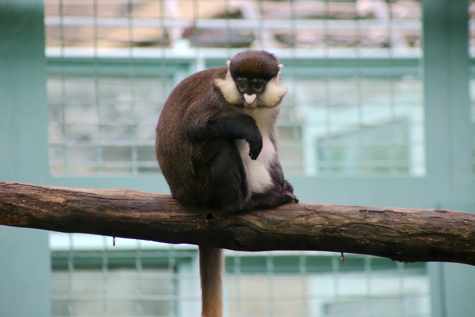 Red-tailed Monkey, April 2018