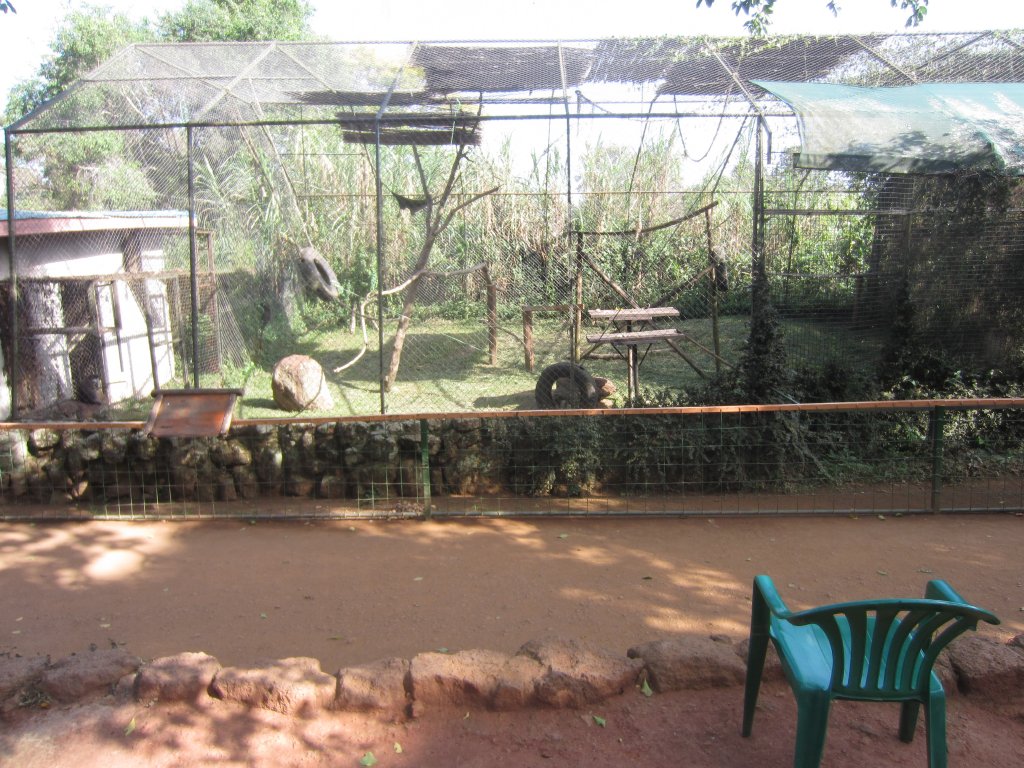 Red-tailed Monkey cage