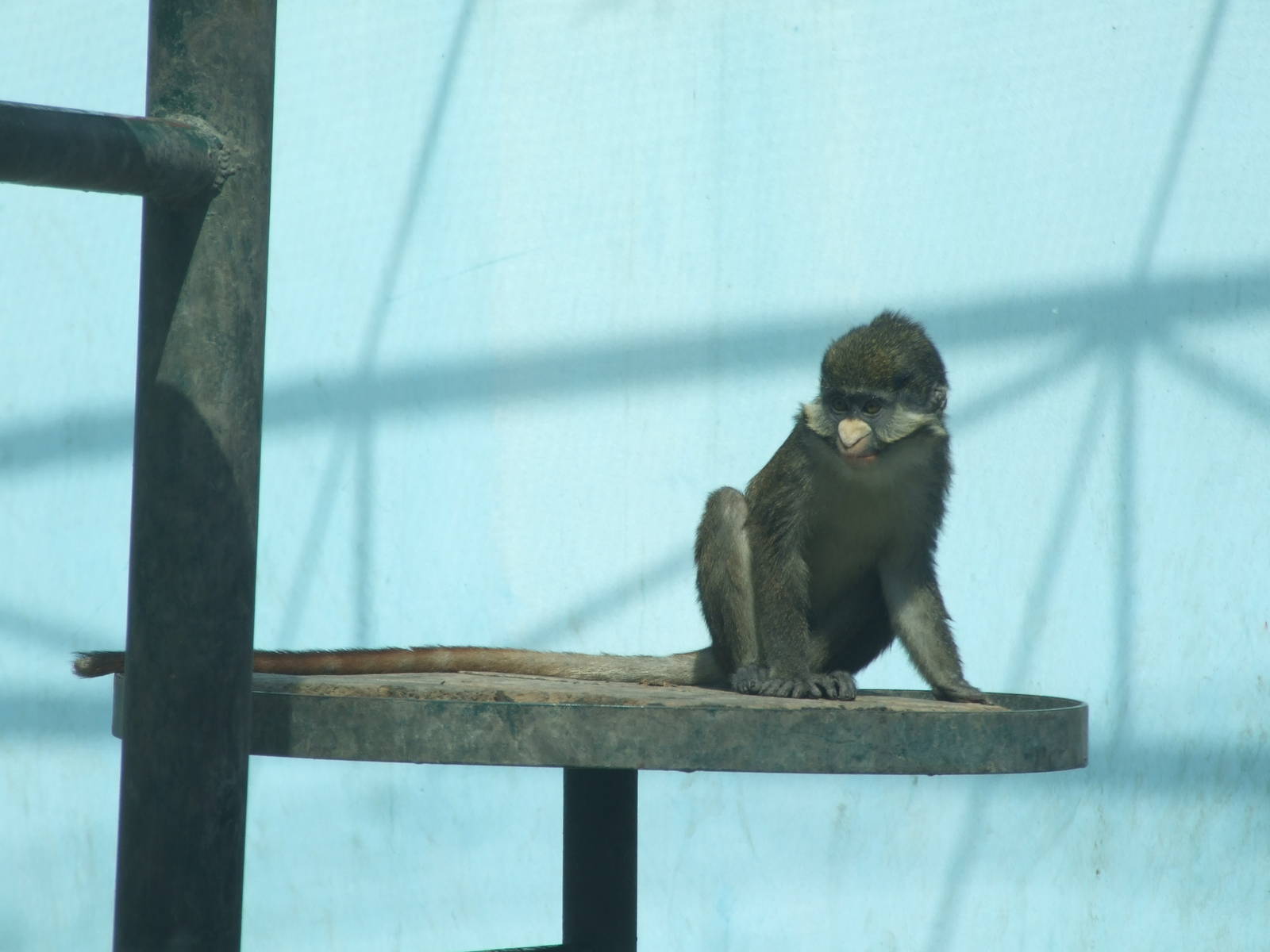 Red-tailed monkey (Cercopithecus ascanius)
