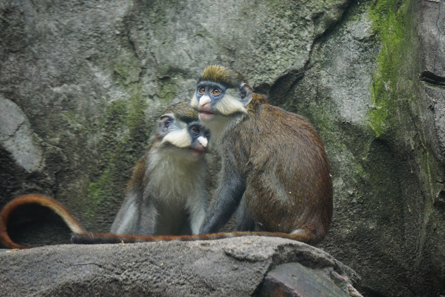 Red-tailed monkey  (Cercopithecus ascanius)