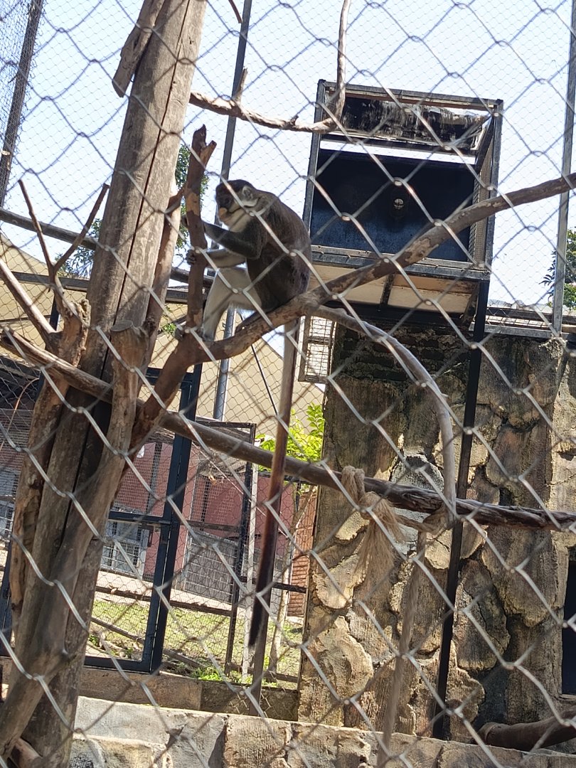 Red-Tailed Monkey (Cercopithecus ascanius)