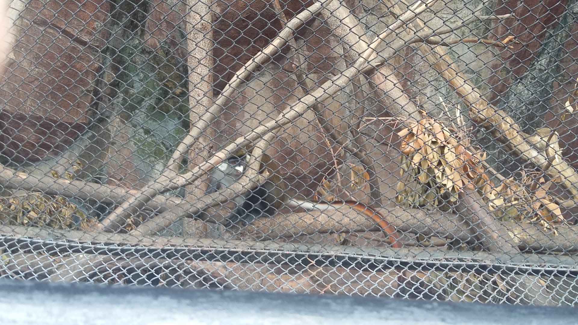 Red-tailed monkey (Cercopithecus ascanius)