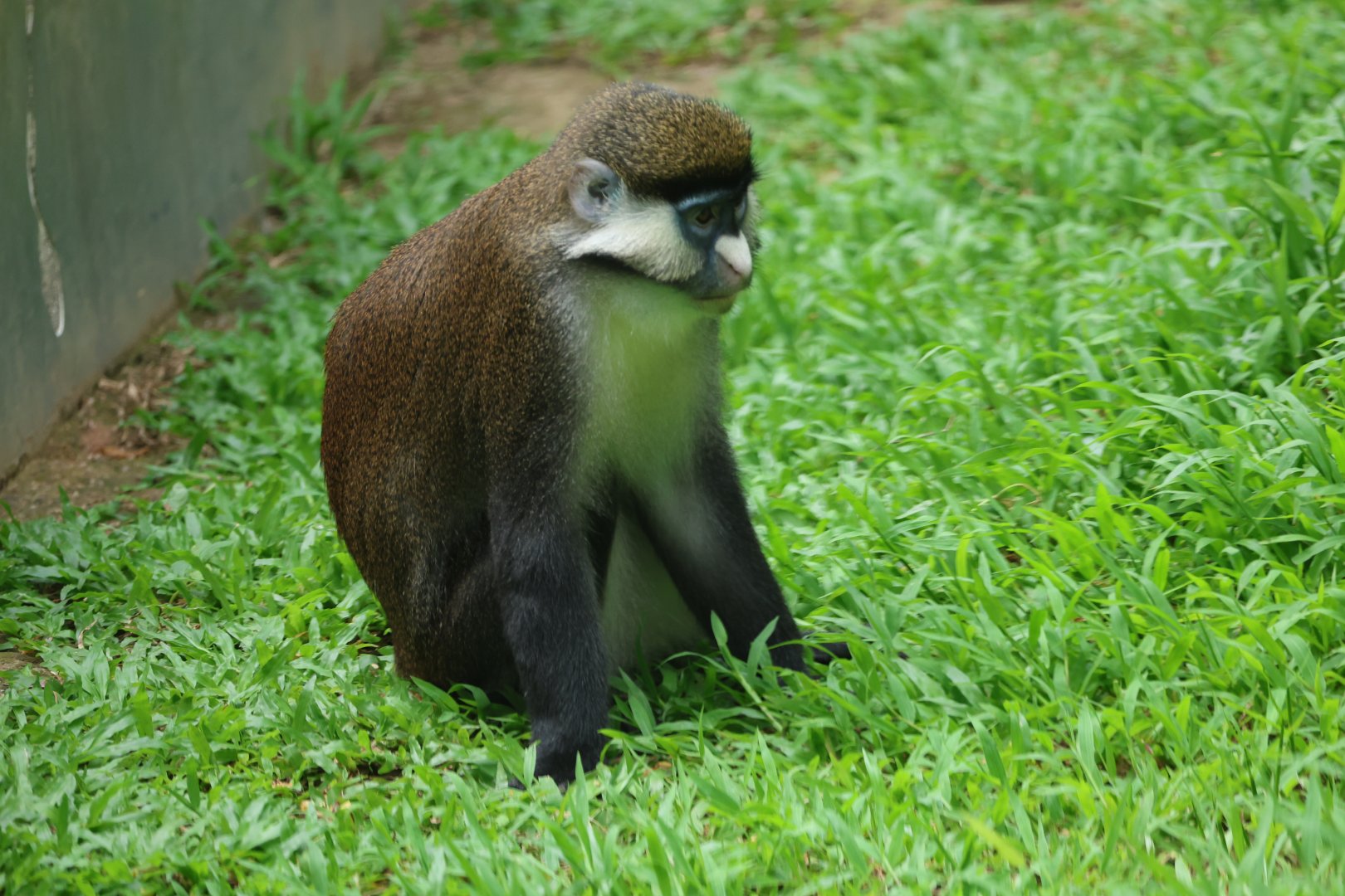 Red-tailed monkey (Cercopithecus ascanius)