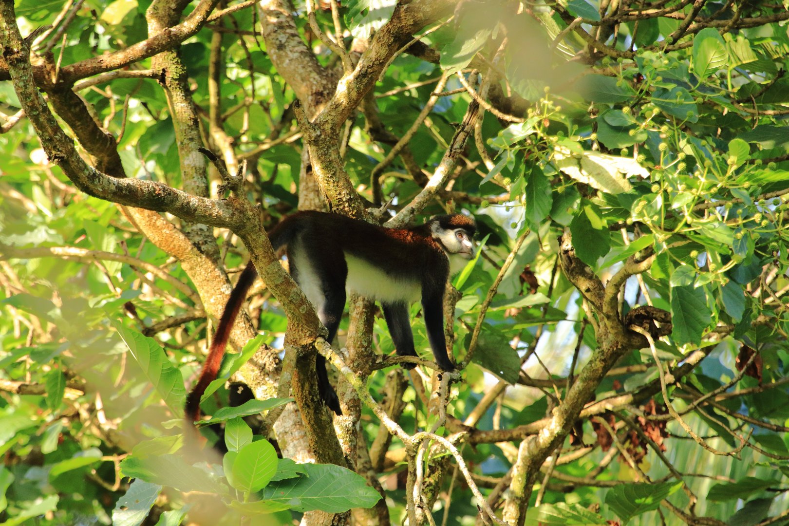 Red-tailed monkey (December 2019)
