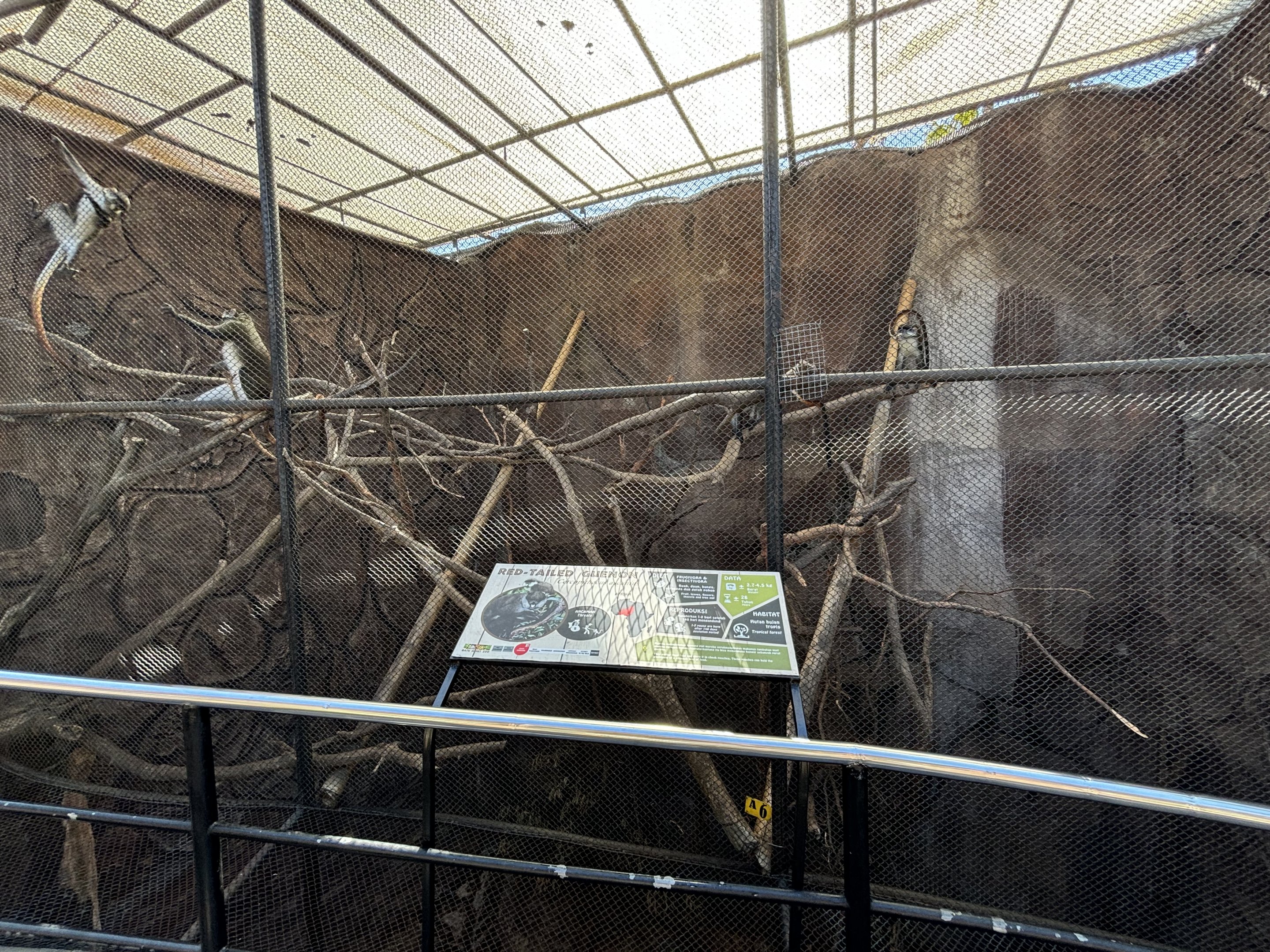 Red-tailed Monkey Exhibit