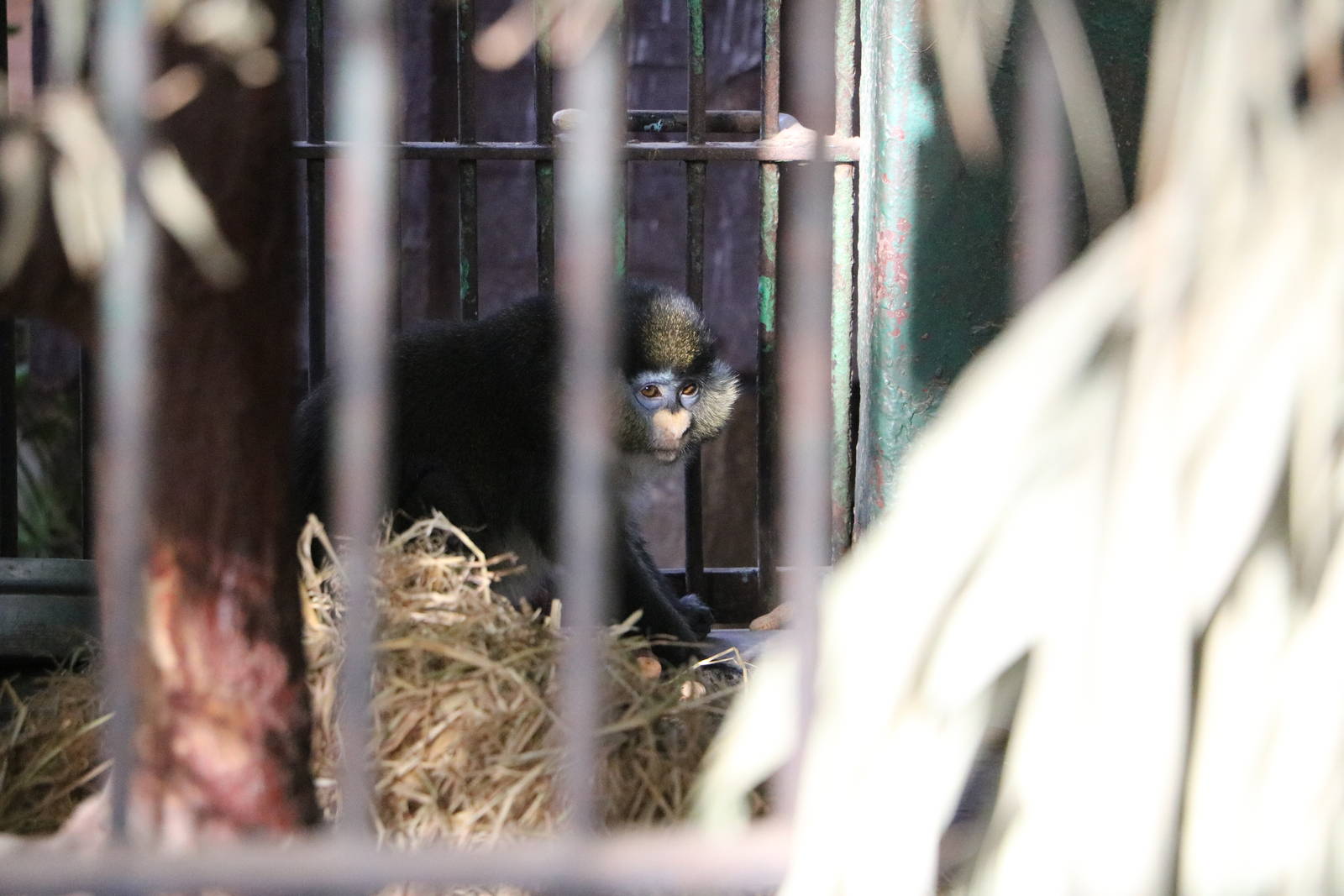 Red-tailed monkey, February 2016