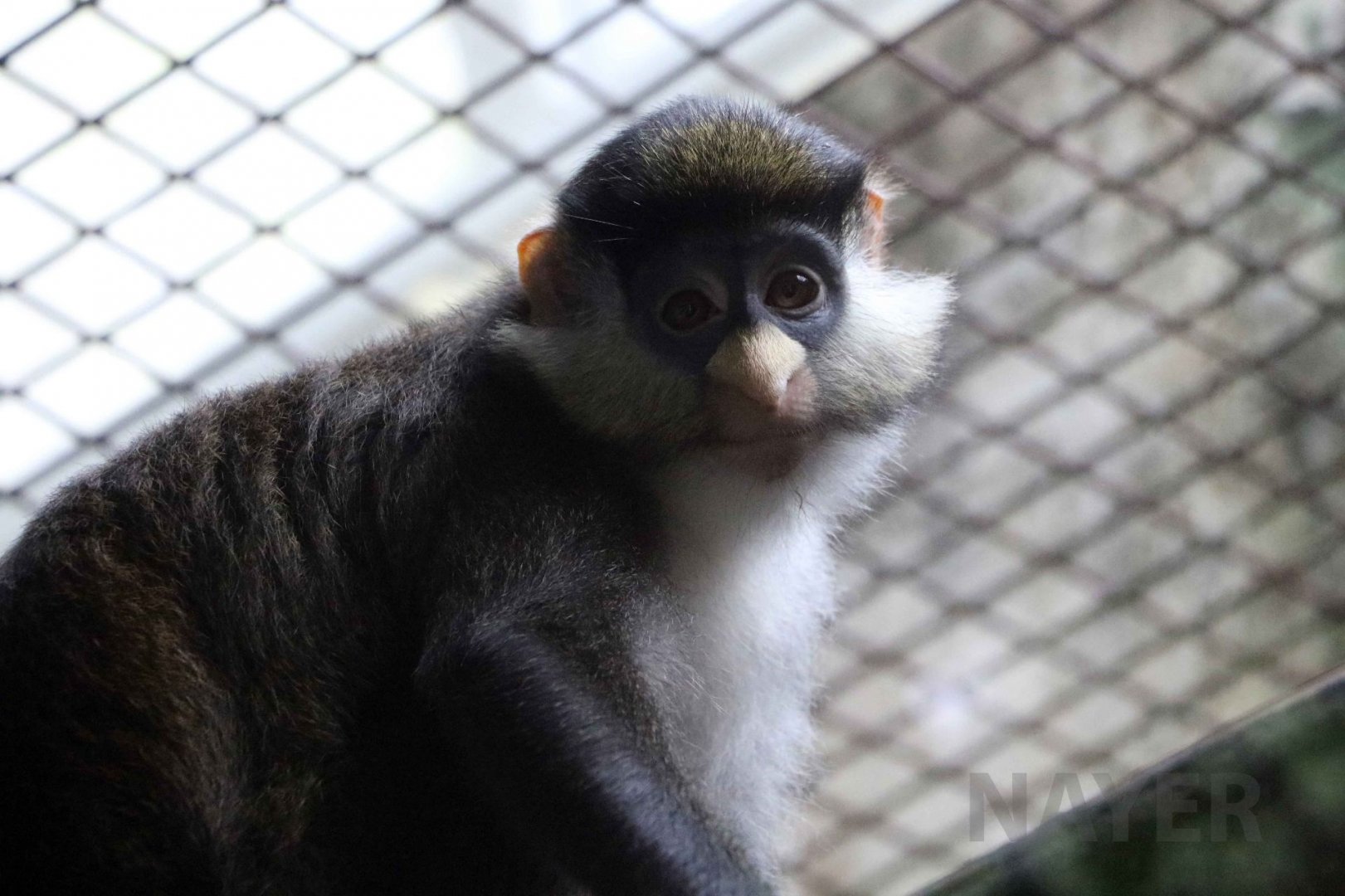 Red-tailed monkey, July 2016
