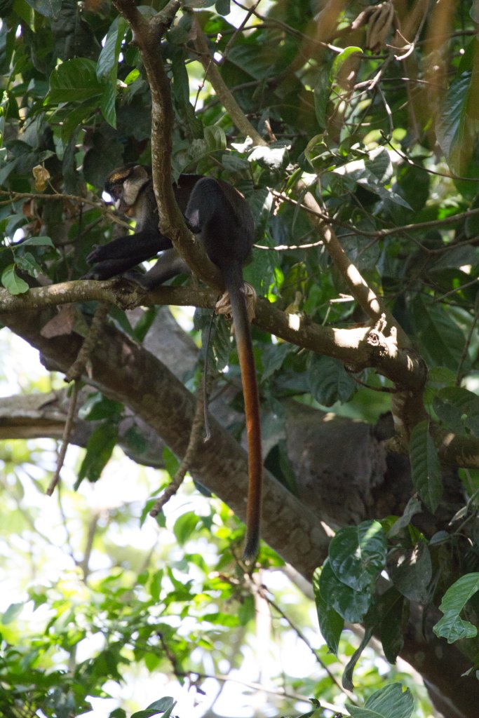 Red-tailed Monkey