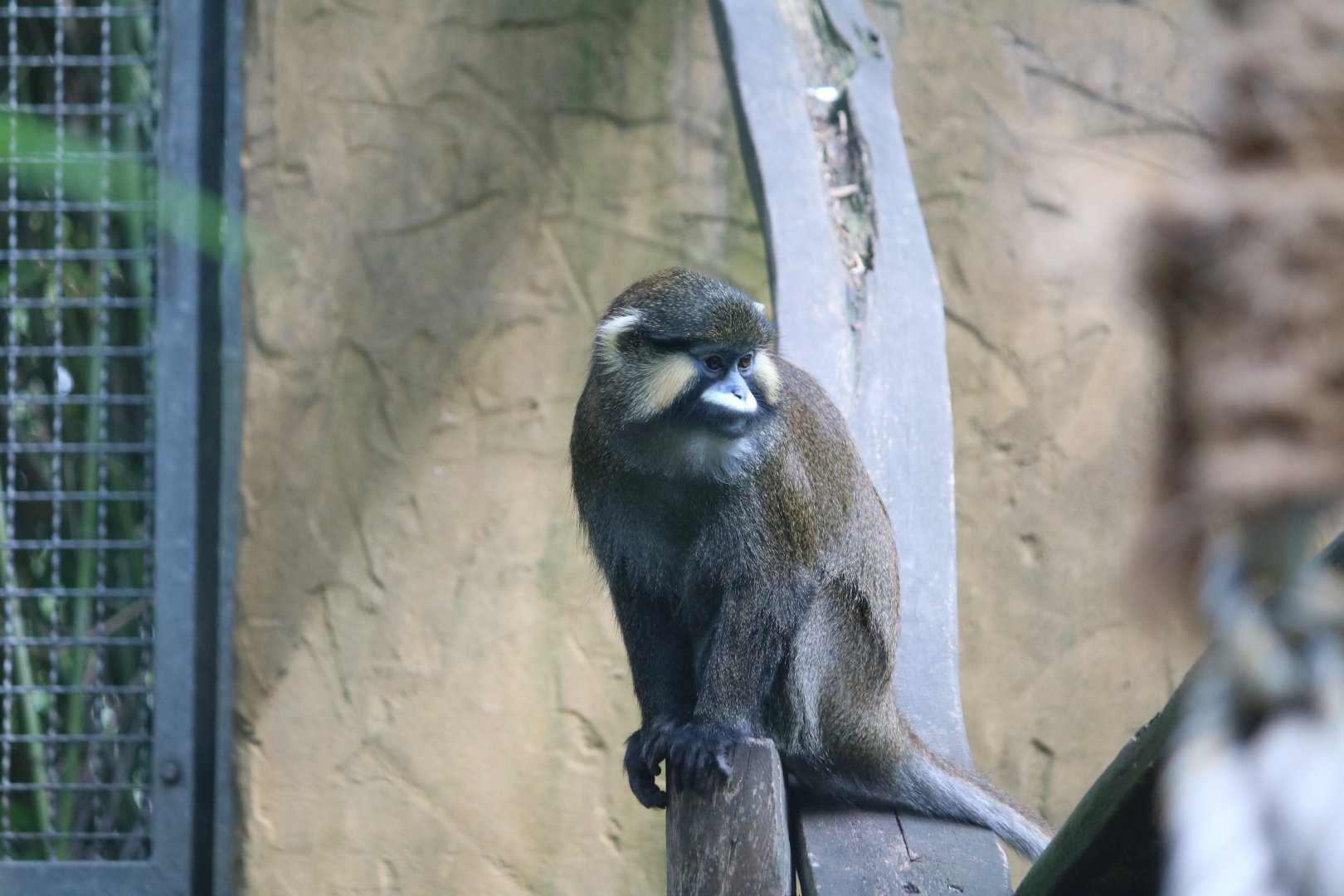 Red-tailed moustached guenon