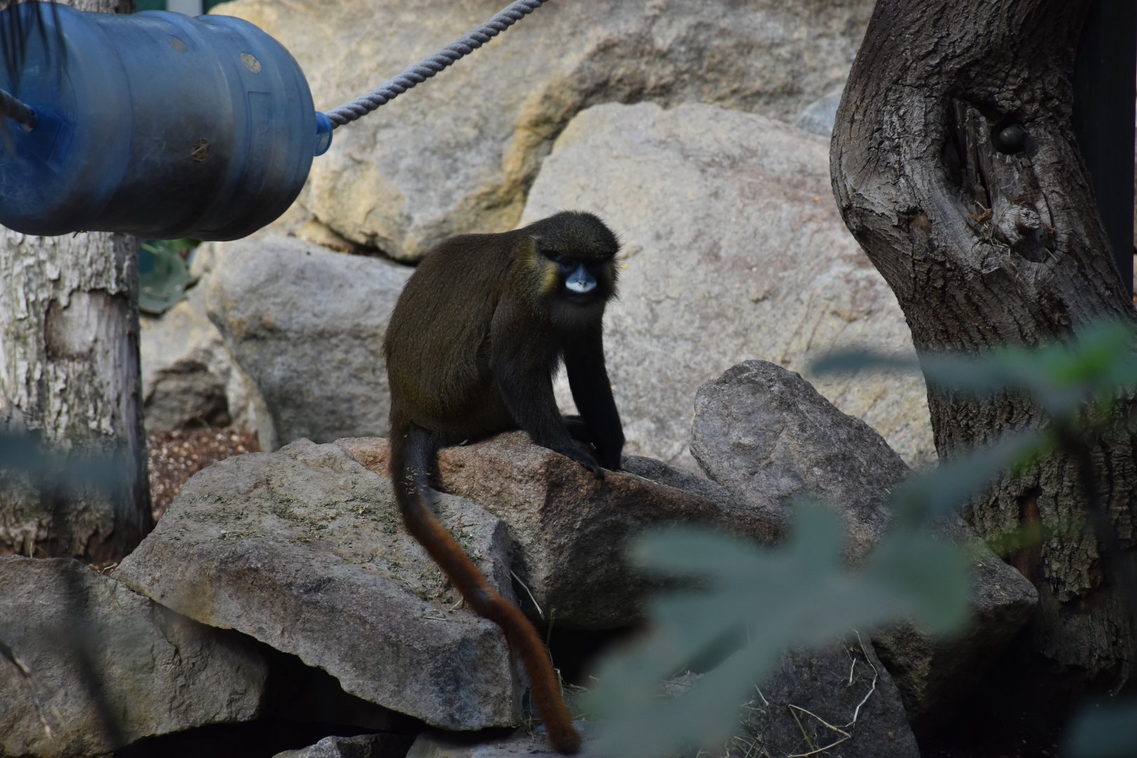 Red-tailed moustached guenon