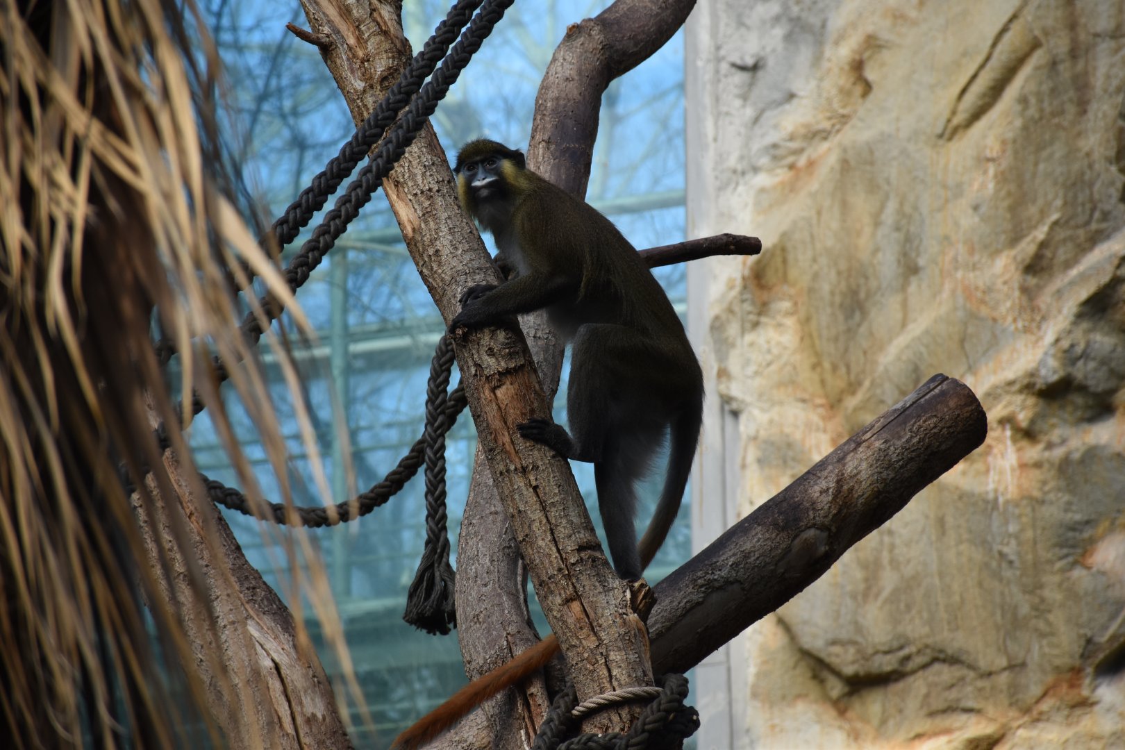 Red-tailed moustached guenon