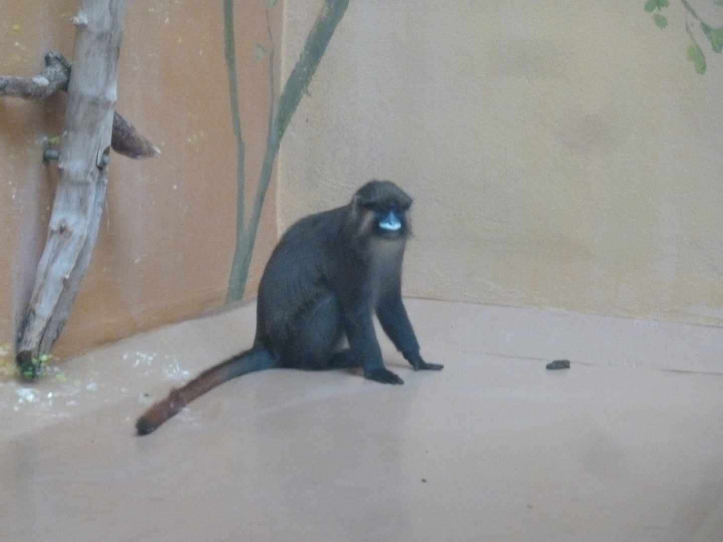 Red-tailed moustached guenon