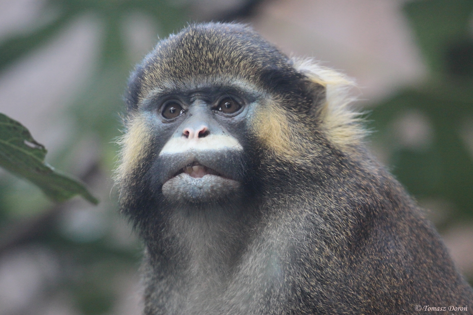 Red-tailed Moustached Monkey (Cercopithecus cephus cephus), October 2014