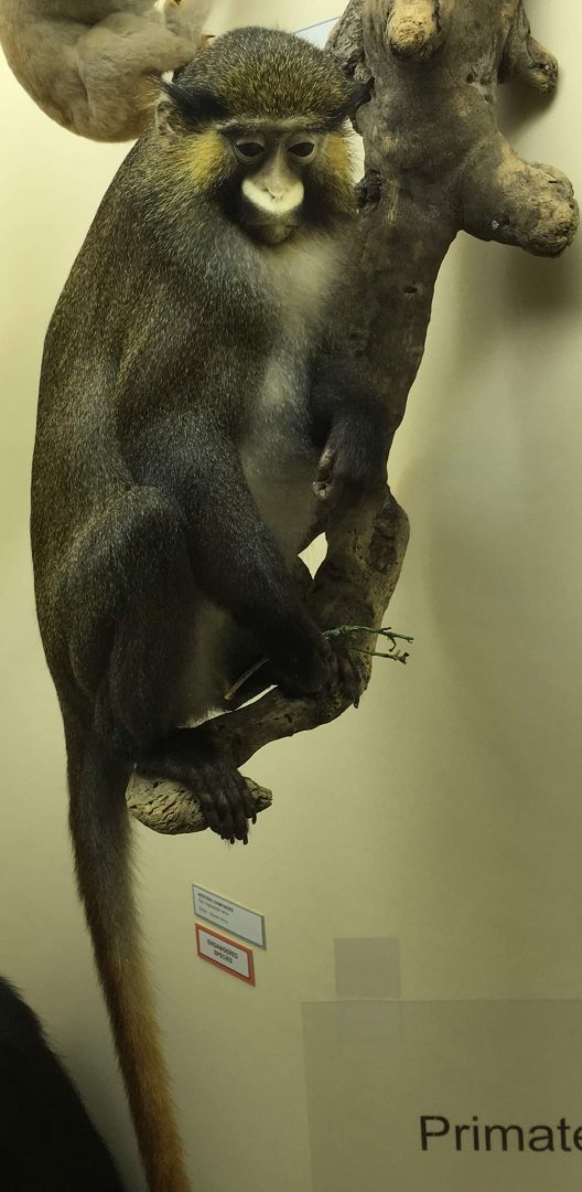 Red tailed moustached monkey (Cercopithecus cephus cephus)