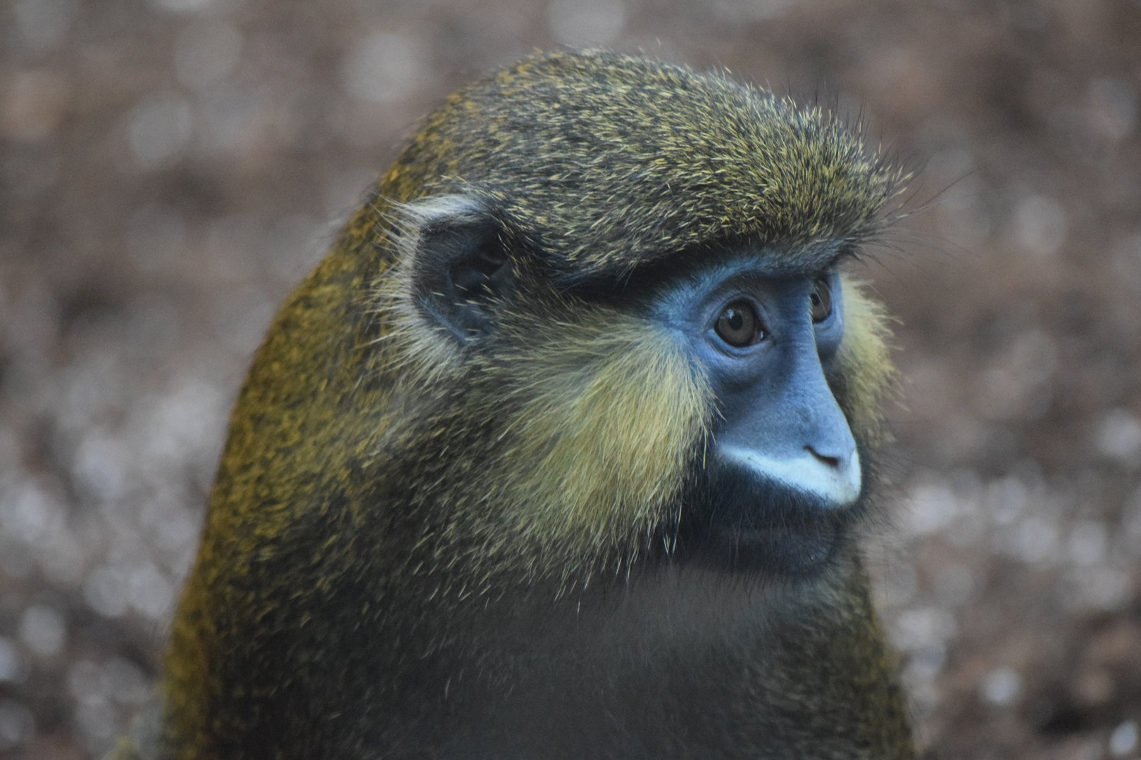 Red-tailed moustached monkey - May 2019