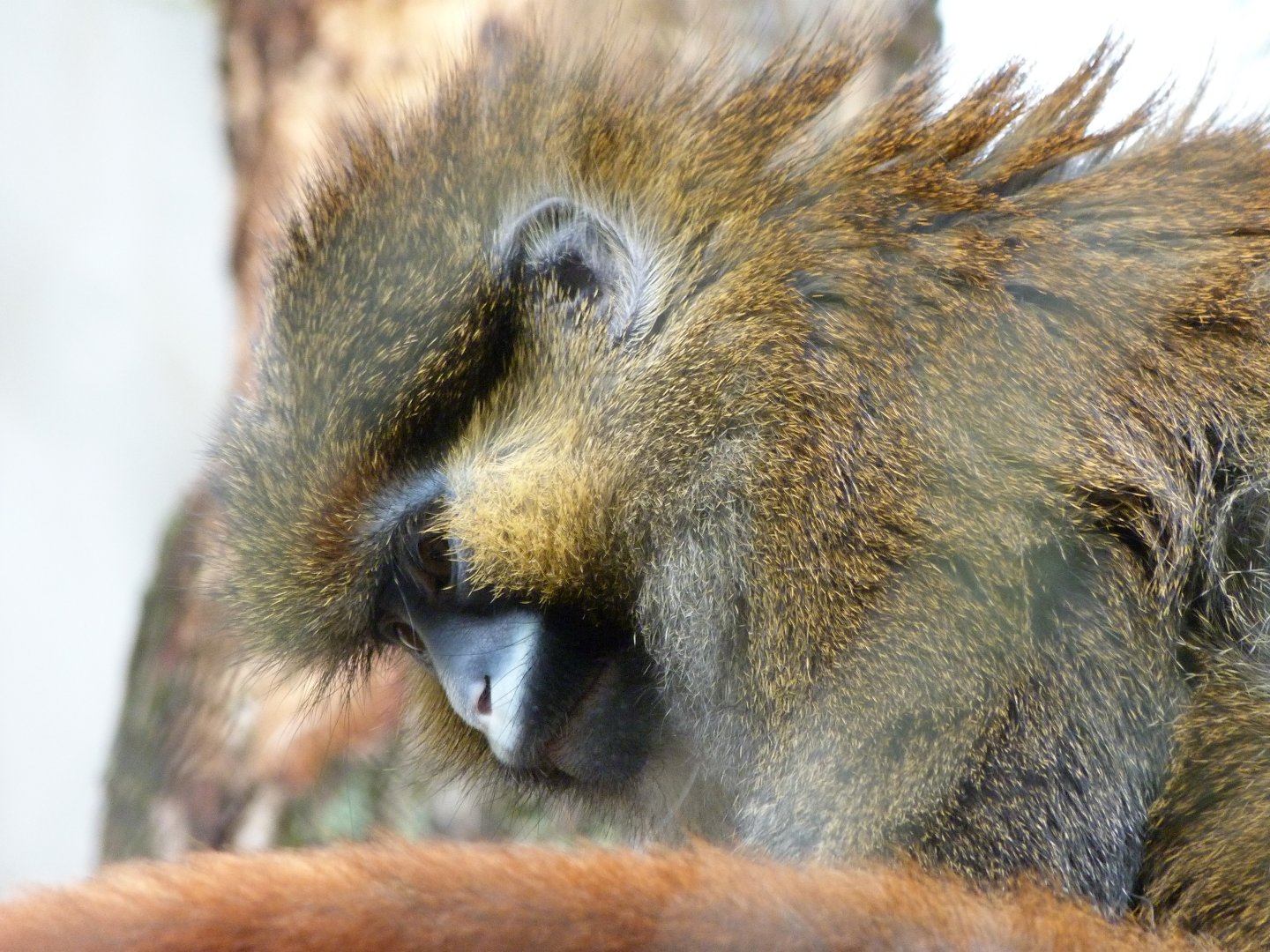 Red-tailed moustached monkey -ZooParc de Beauval (2025)