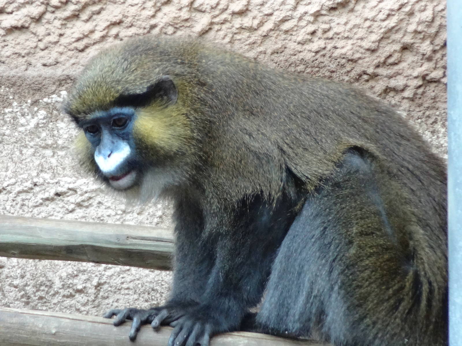 Red-tailed moustached monkey