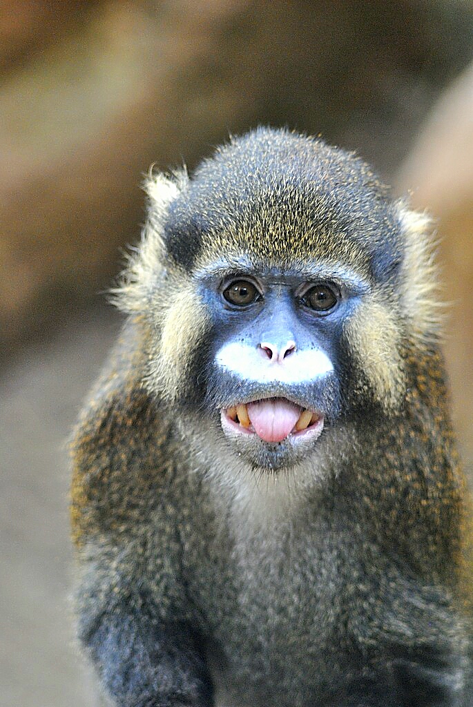 Red-tailed moustached monkey