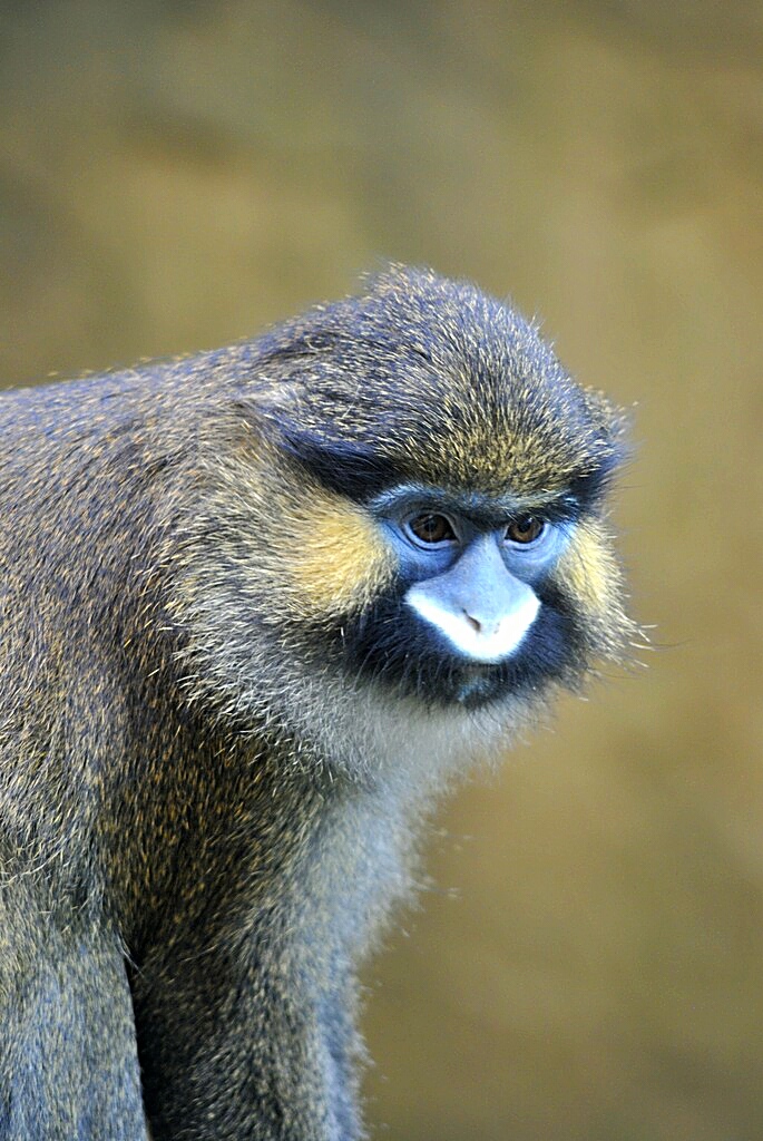 Red-tailed moustached monkey