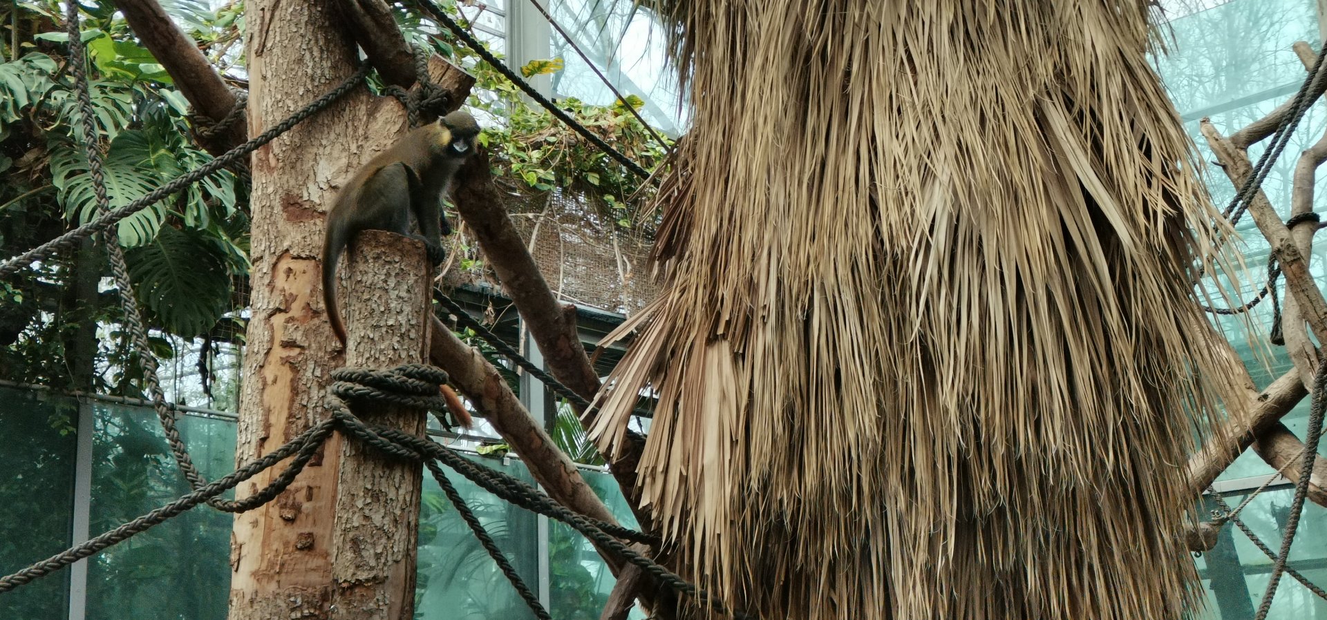Red-tailed Moustached Monkey
