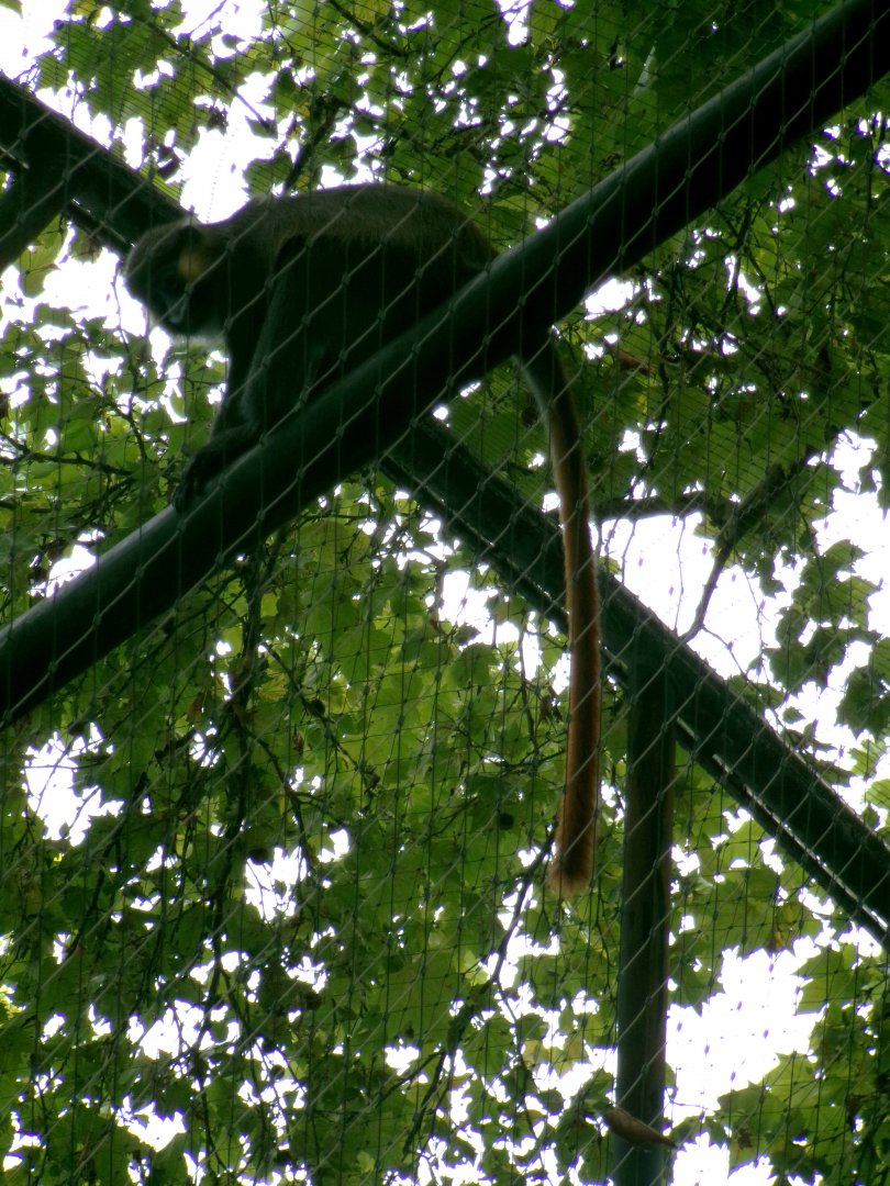 Red-tailed moustached monkey