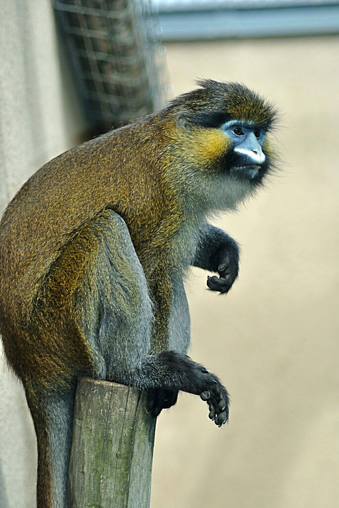 Red-tailed mustached monkey