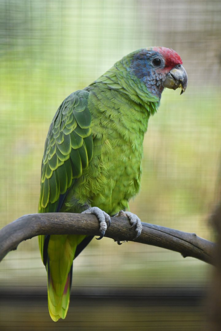 Red-tailed Parrot Amazona brasiliensis