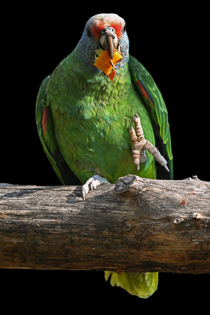 Red-tailed Parrot Amazona brasiliensis