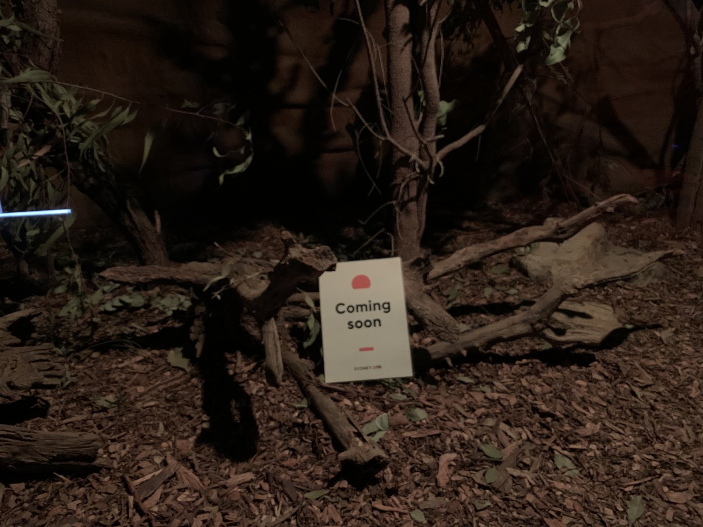 Red-tailed Phascogale Enclosure