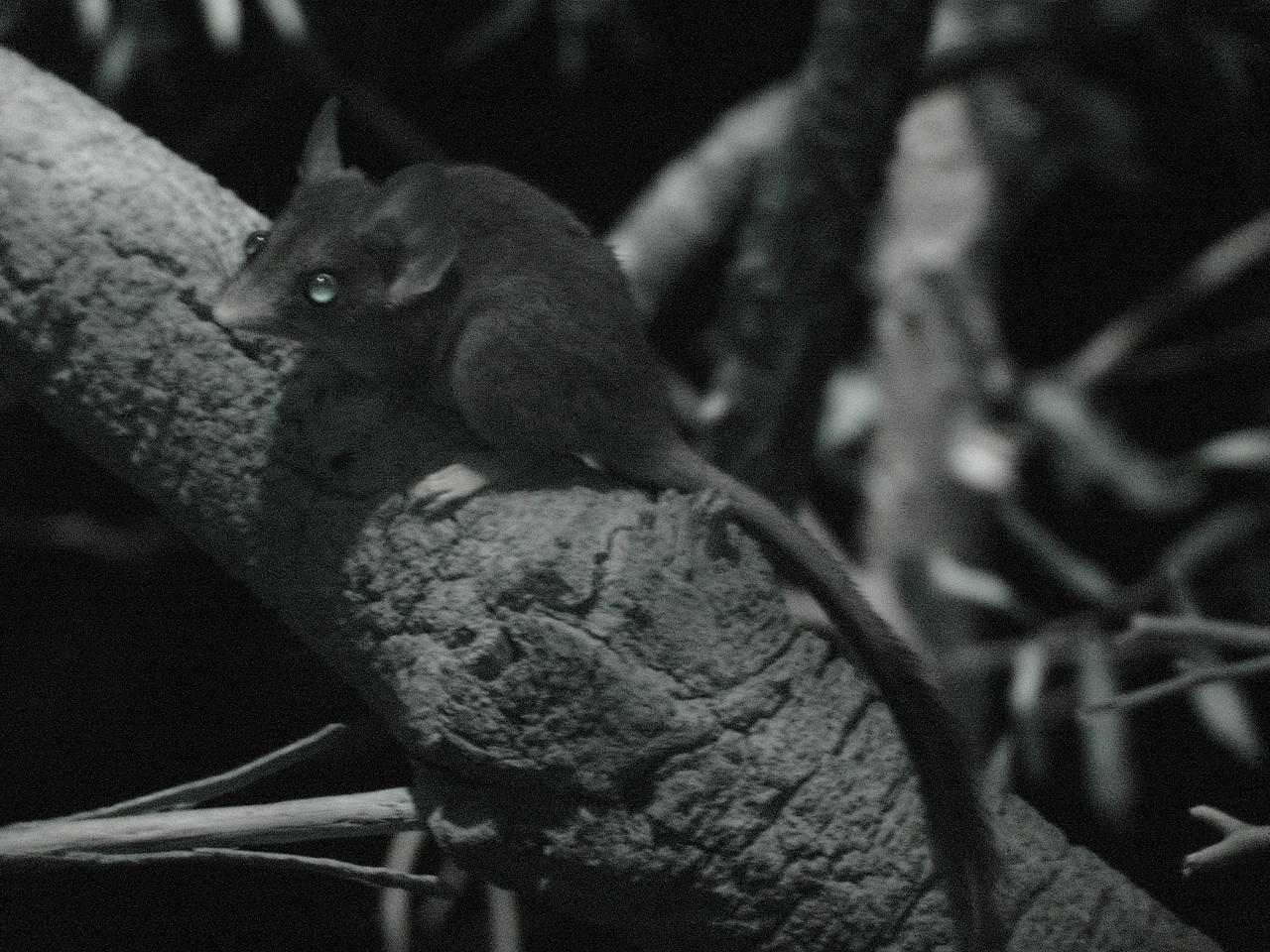 Red-tailed Phascogale (Phascogale calura)