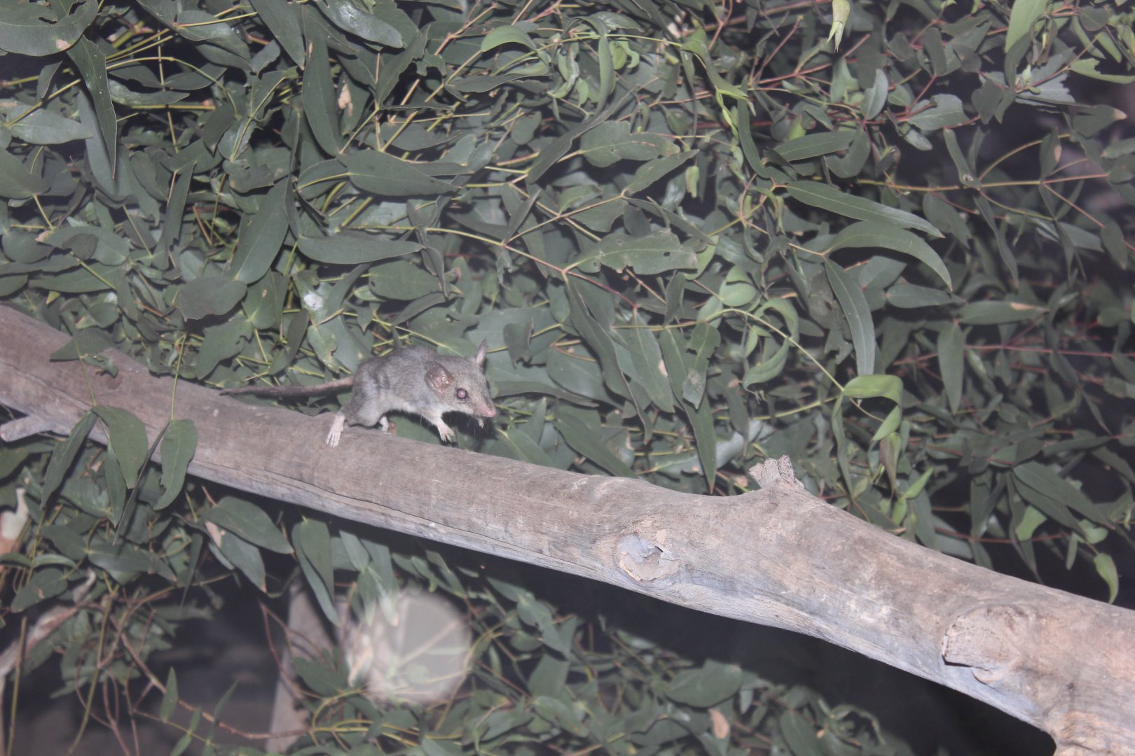 Red-tailed Phascogale (Phascogale calura)