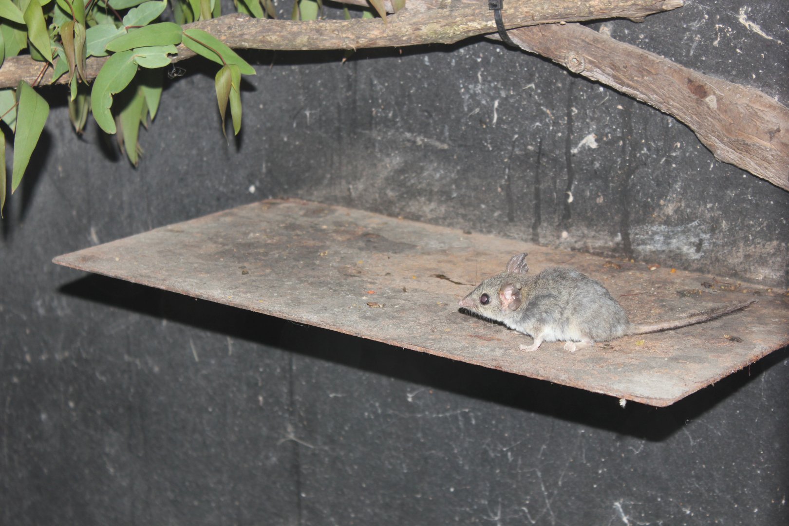 Red-tailed Phascogale (Phascogale calura)