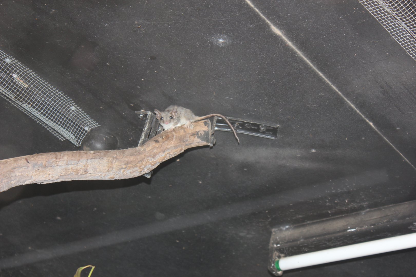 Red-tailed Phascogale (Phascogale calura)