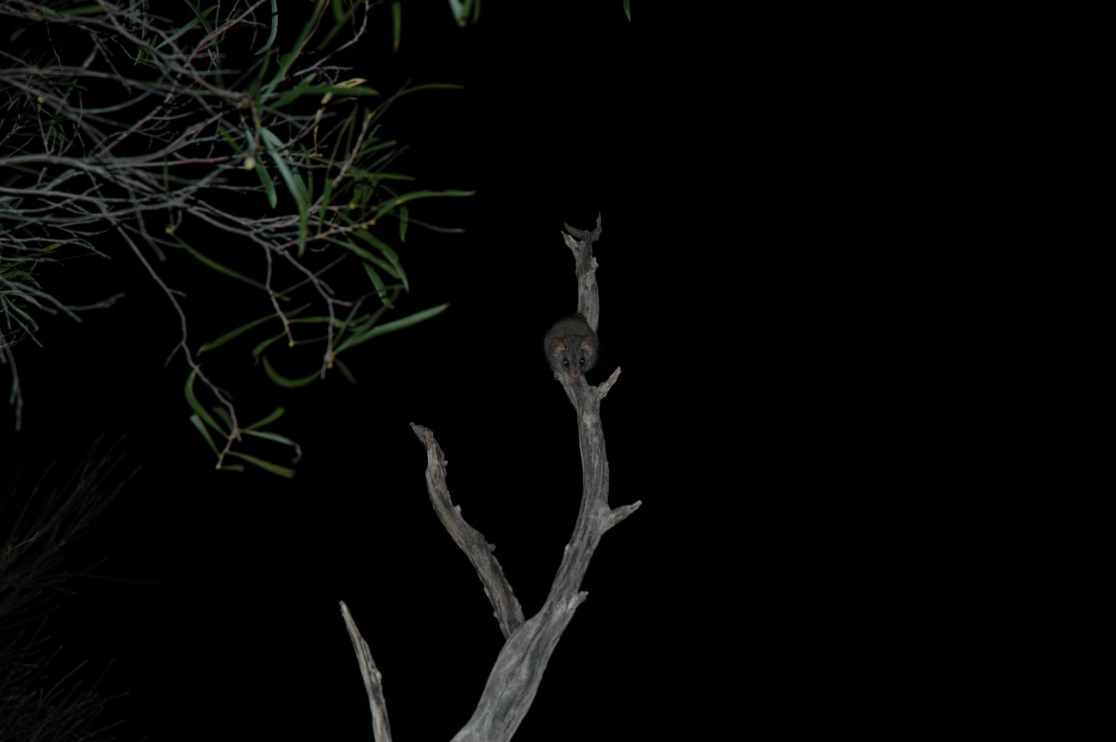 Red-tailed Phascogale (Phascogale calura)