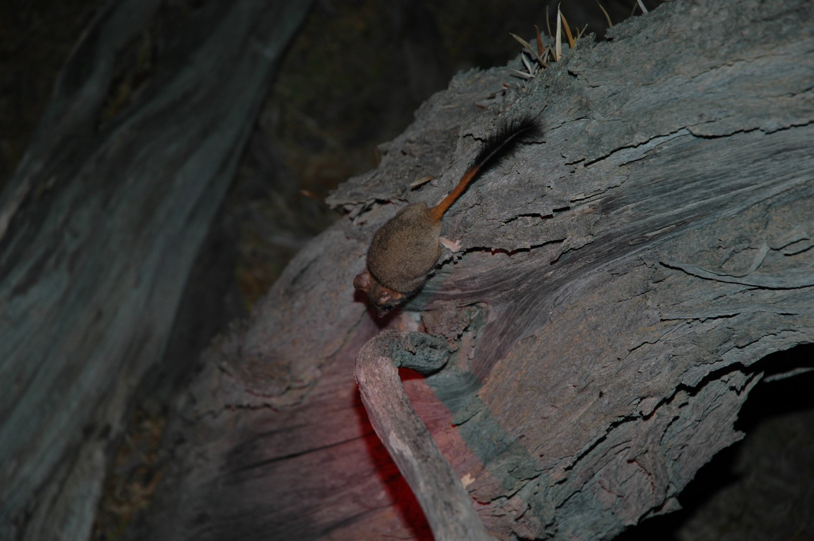 Red-tailed Phascogale (Phascogale calura)